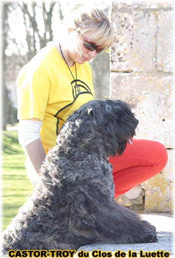 bouvier des flandres du clos de la luette - copyright d&eacute;pos&eacute;